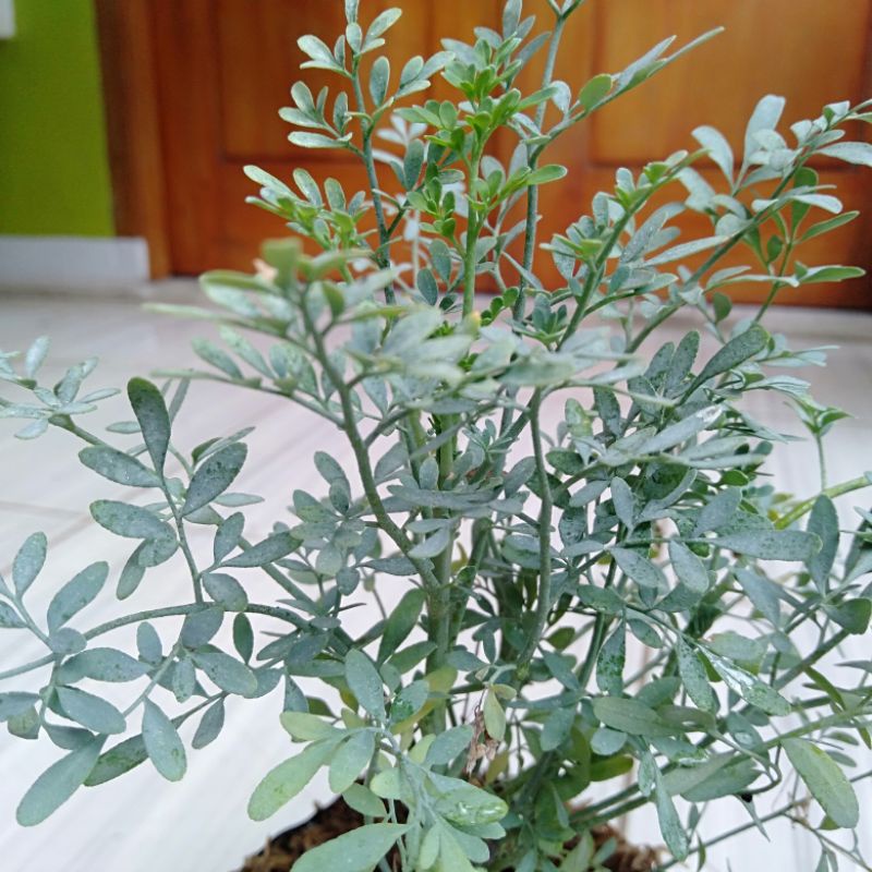 Tanaman obat inggu/caocao