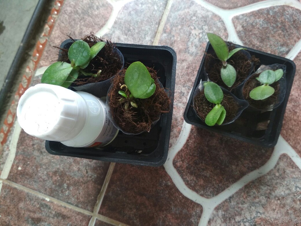 Decis 25 Ec 50 Ml Insektisida Hama Tanaman Hortikultura Buah Sayur Bunga