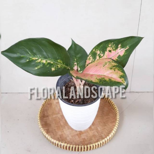 Tanaman hias Aglaonema kocin/tanaman hias red kocin