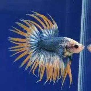 ikan cupang hias serit / crowntail | shopee indonesia