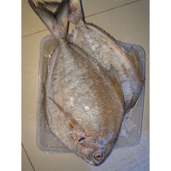 

ikan bawal hitam 1 kg