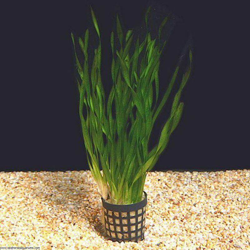 Vallisneria spiralis Tanaman Air Aquascape dharmasraya