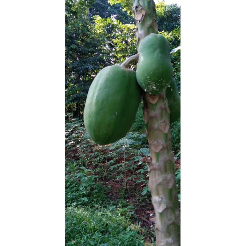 

buah pepaya mengkel