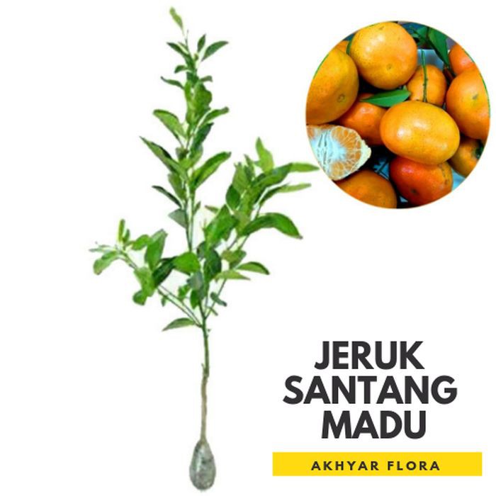 Bibit Jeruk Santang Madu Pohon Jeruk Santang Madu Bibit berkualitas