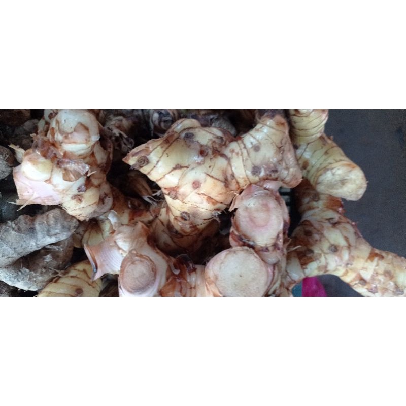 

TEMU LAWAK KUALITAS PREMIUM