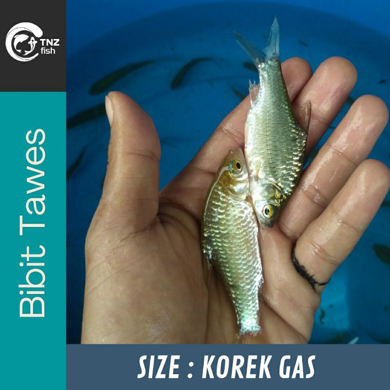 Tawes - Bibit Tawes - Bibit Ikan