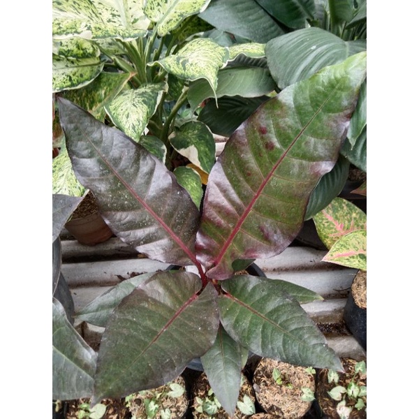antorium Hokeri hitam