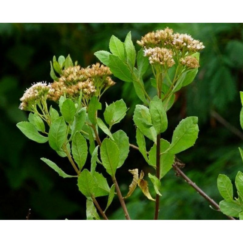 

beluntas segar 500g