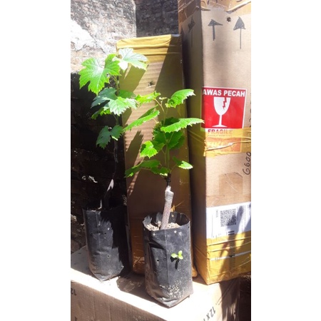 Bibit anggur import valid