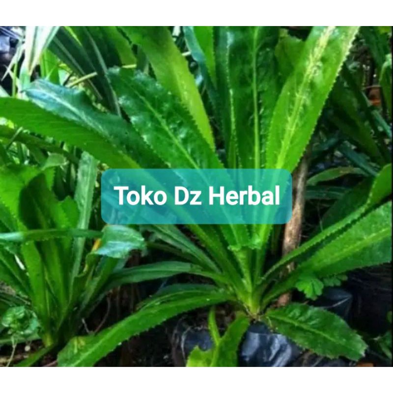 

Daun walang sangit segar paket 1 kg fresh-az