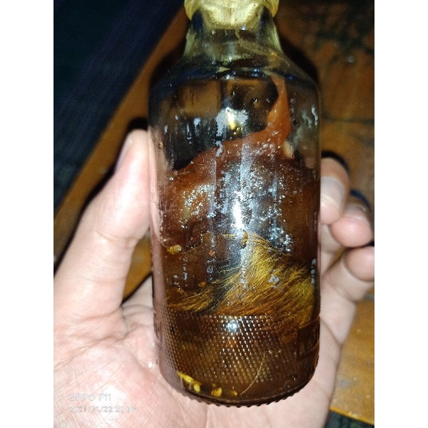 untalan_minyak_rangka_hirang