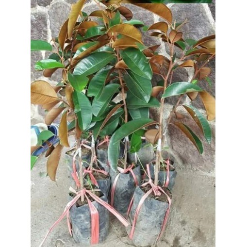 Bibit Buah Kenitu Hijau