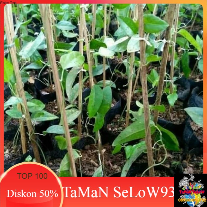 Bibit Tanaman Cincau Jelly | Pohon Cincau Jelly