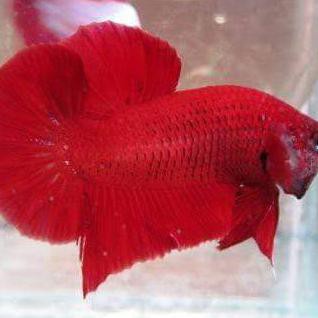 Ready Ikan Cupang Super Red Plakat Jantan