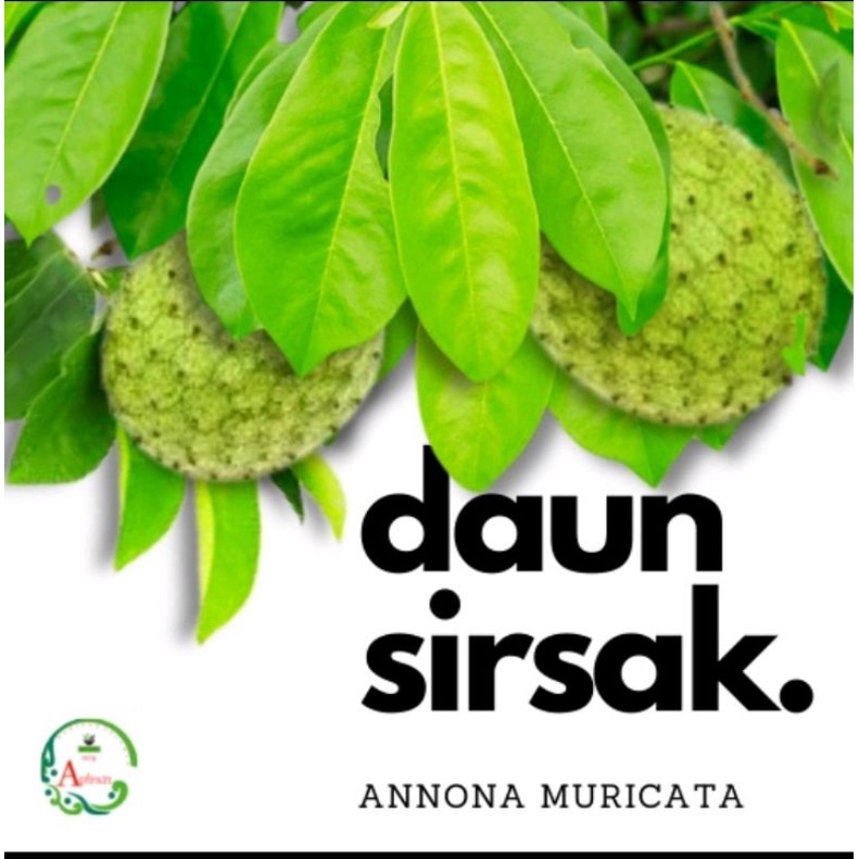 

daun sirsak kering/jamu adypati