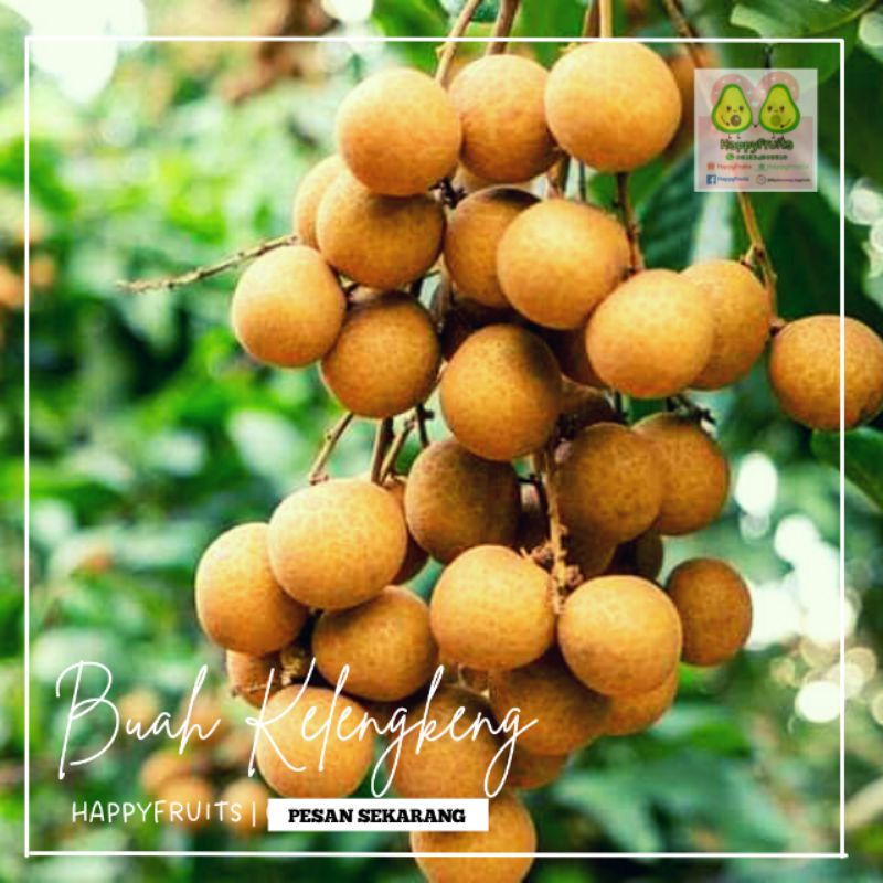

BUAH KELENGKENG HAPPYFRUITS 1KG