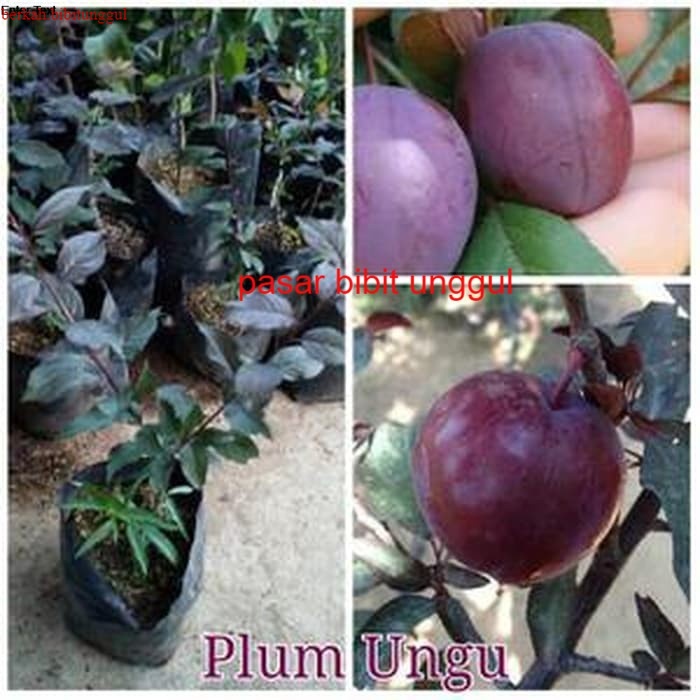 Bibit Buah Plum, Manila Asli-Bibit Plum Manila Super Cepat Berbuah
