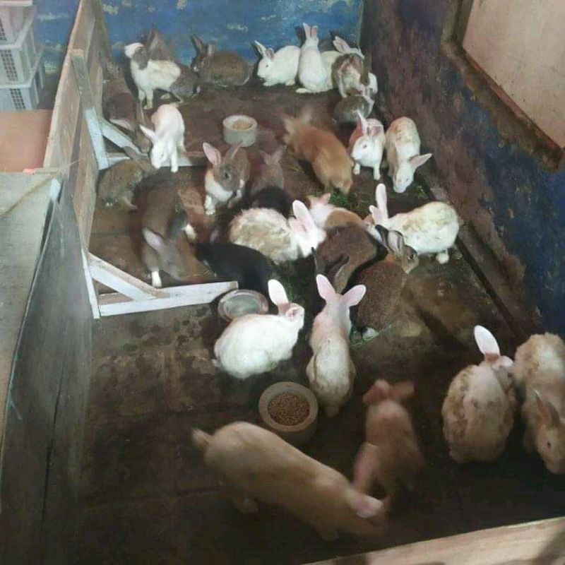 jual indukan kelinci lokal
