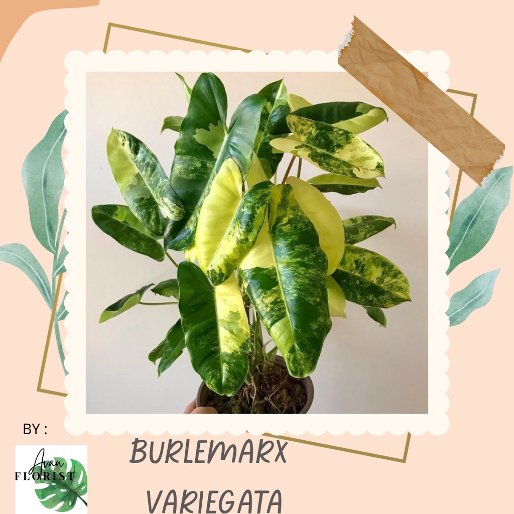 Bunga Philodendron Burlemarx Variegata Tanaman Hias Philo Burlemarx Varigata Kuning Gold Tanaman MUr