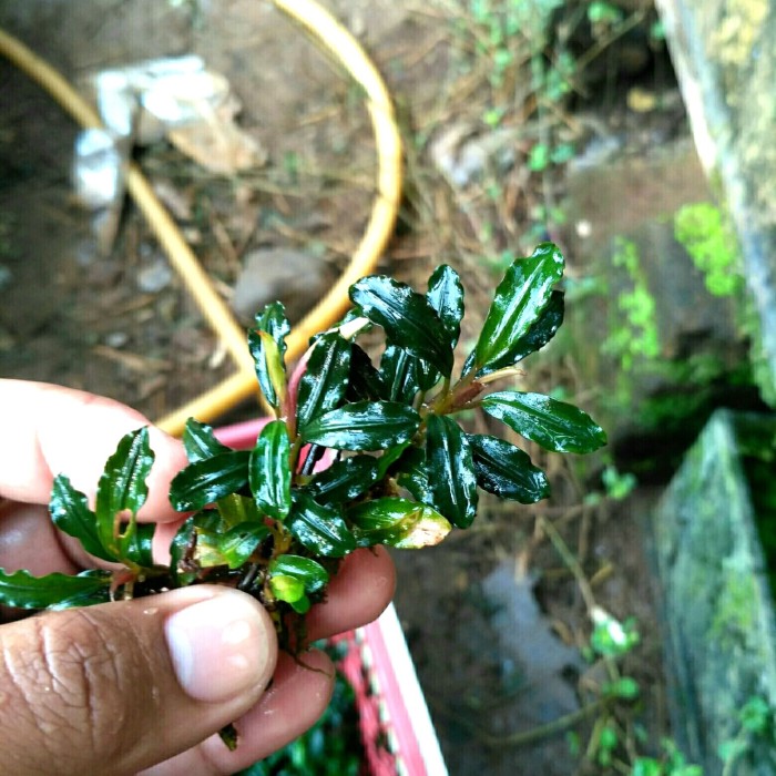 bucephalandra sp brownie phantom