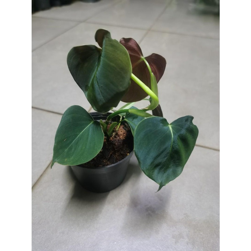 PHILODENDRON LUPINUM TANAMAN HIAS PHILO MURAH TERAWAT