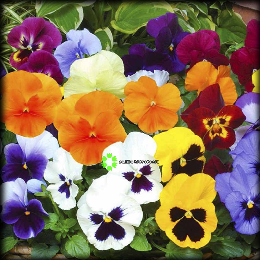 Benih/bibit Bunga Pansy Swiss Giant Mixture Pouch (Haira Seed)