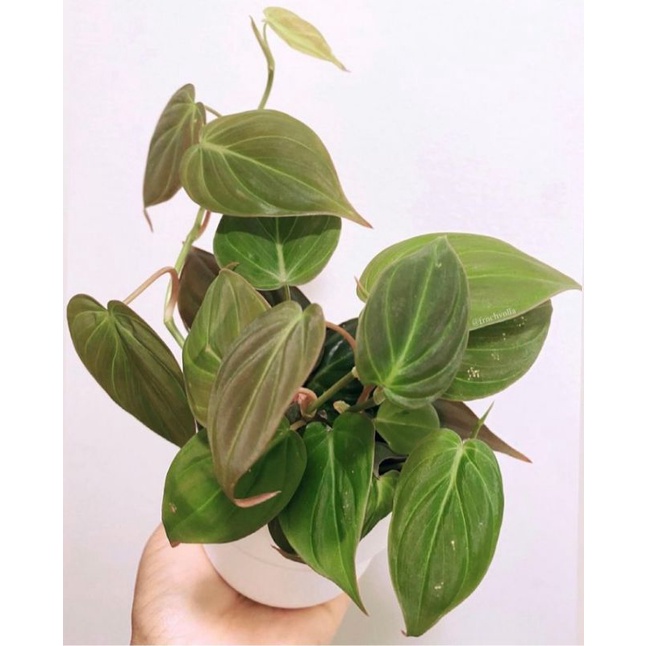 Philodendron Mican Tanaman Hias Philodendron Melano Micans Murah