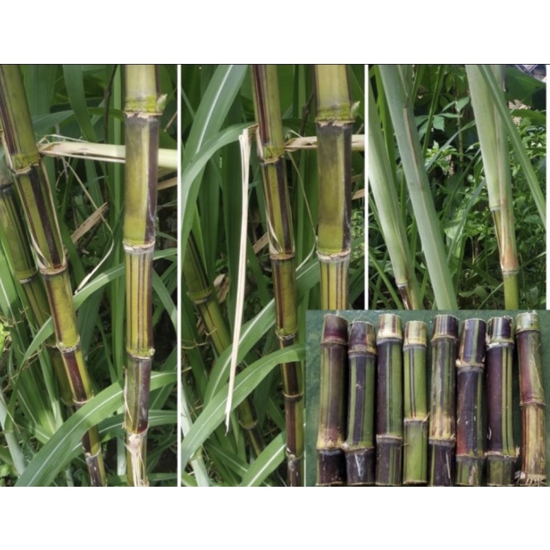 

BIBIT TEBU PELANGI PALING RENYAH KAYAK ROTI EMPUK DAN PALING MANIS