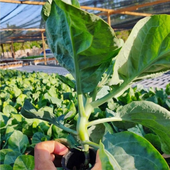 Bisa Bayar di tempat - SAYUR KAILAN 60 biji / bibit / benih SAWI KAILAN / SAYURAN KAILAN / CHINESE K