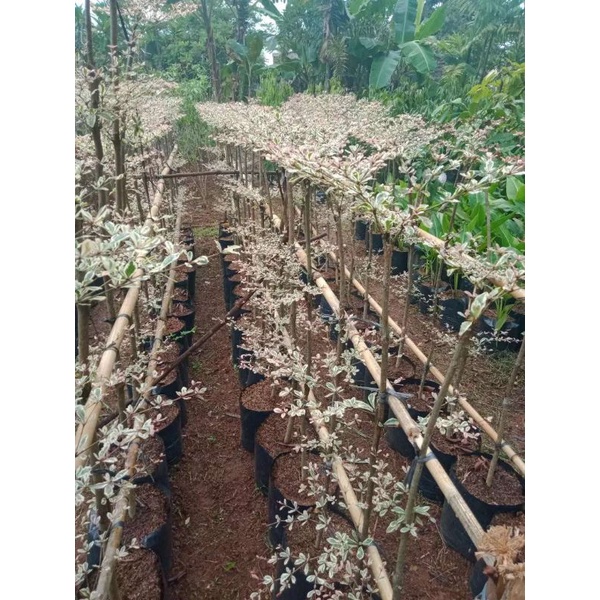 ketapang kencana varigata untuk menghias rumah termurah asli foto gan silahkan order tinggi 1 m lebi
