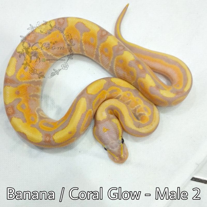 Ball Python BP Banana / Coral Glow MALE baby +/- 35 cm