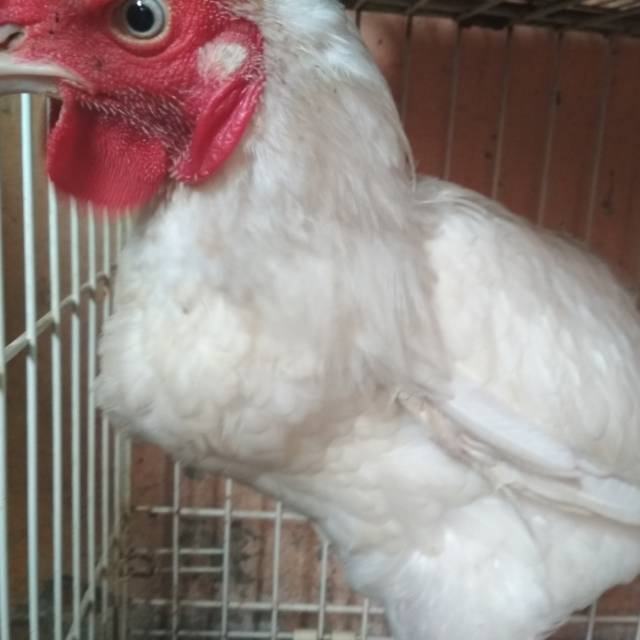 Ayam Cemani Cemara Putih Jantan Surabaya Jualo