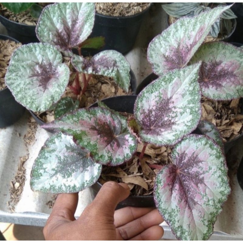 Pohon Begonia Rex Pelangi Tanaman Hias Indoor Begonia Pelangi