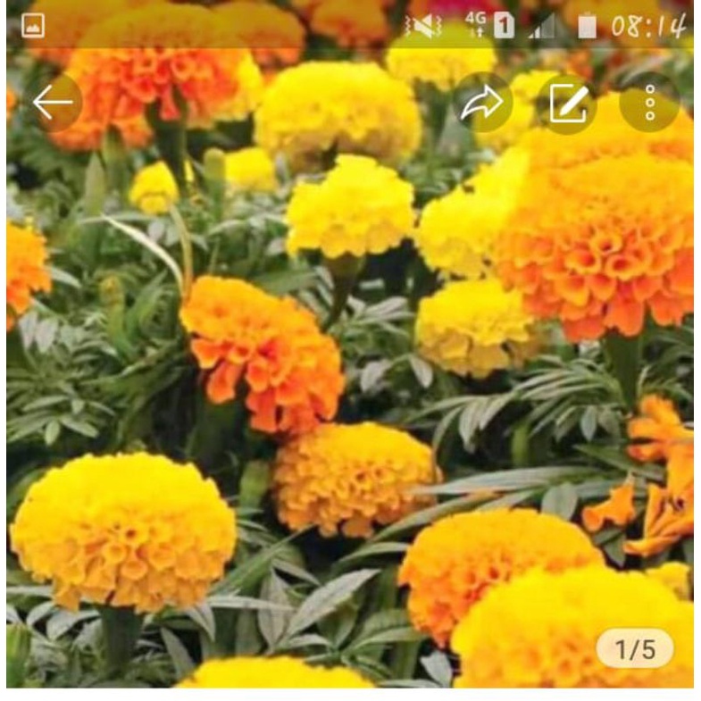 

biji bunga marigold