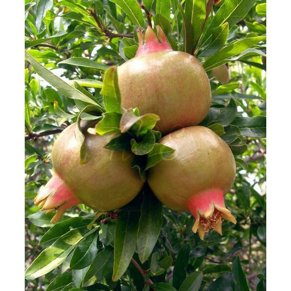 KW+ Bibit Tanaman Buah Delima Putih Dwarf Pomegranate