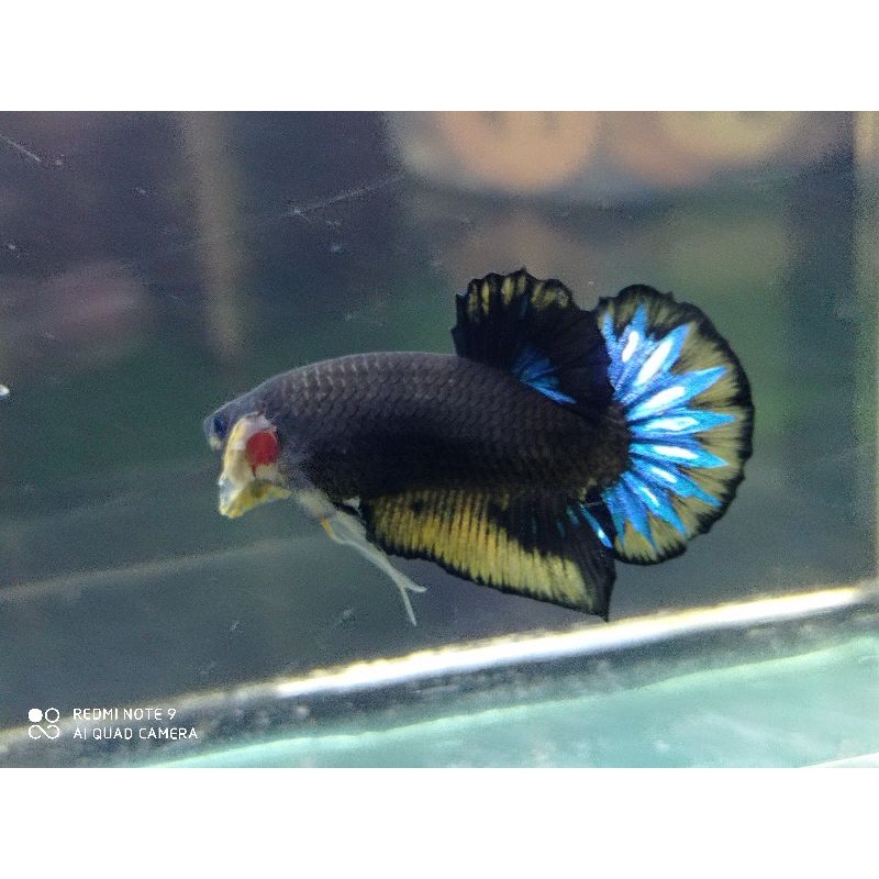 ikan cupang hias black meat yellow fancy jantan, cupang kontes sesuai foto