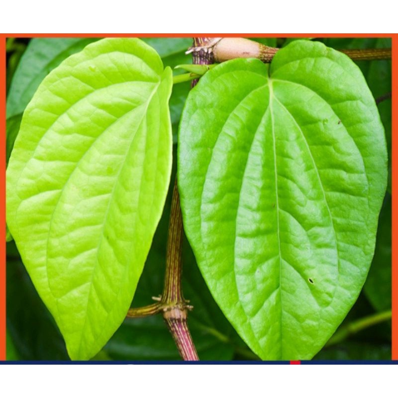 Daun sirih | daun sirih segar |daun suruh