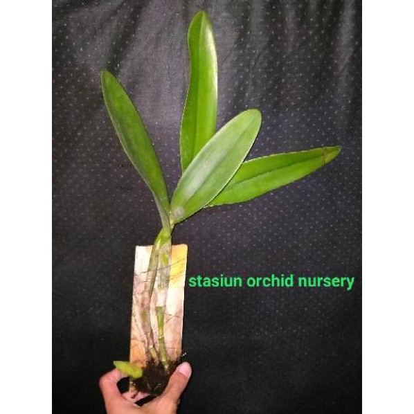 TWC✅ anggrek catlea catty cattleya mantinii mantini dewasa TWC ❤️