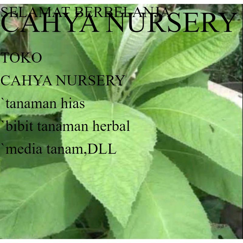 

Promo Daun sembung segar- Daun sembung fress 100gram Diskon 50%