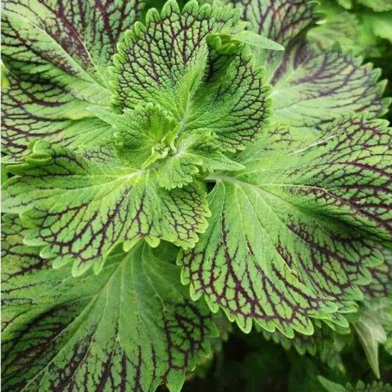 miana#lokal#premium#super#sultan