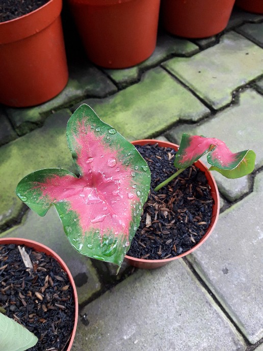 Tanaman Hias Pink Love Tanamn Hias Cantik