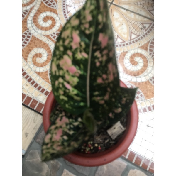 aglonema ruby compacta remaja pot yogap 13