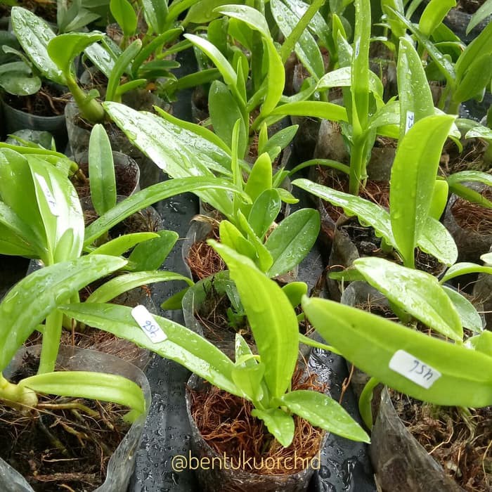 Anggrek Dendrobium Helix/Anggrek Dendrobium Keriting/Anggrek Melintir
