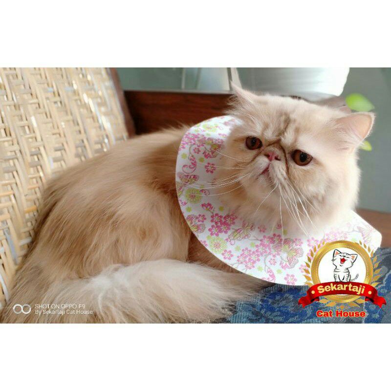 Colar collar Kain Kucing dan Hewan Lain nya