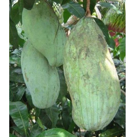 Bibit mangga Mahatir super