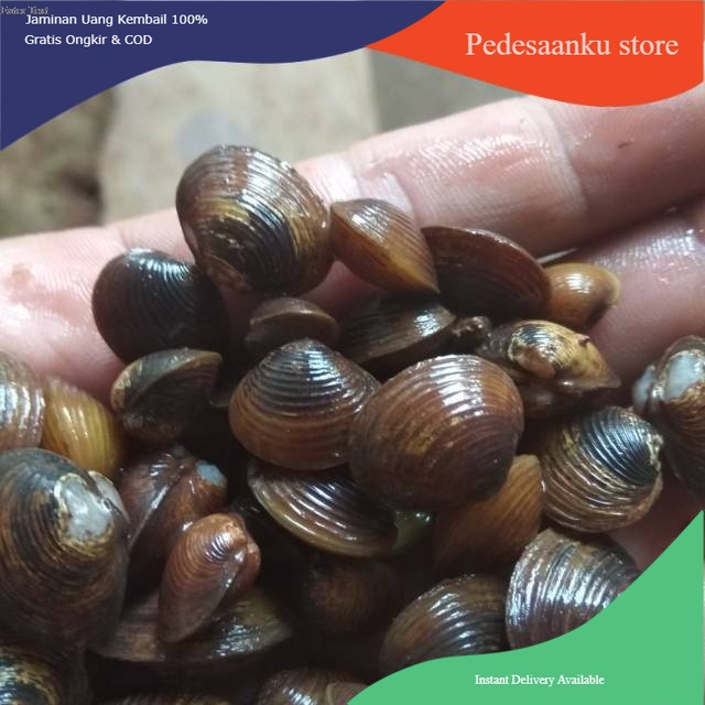 Remis haremis kerang airtawar 100 gram