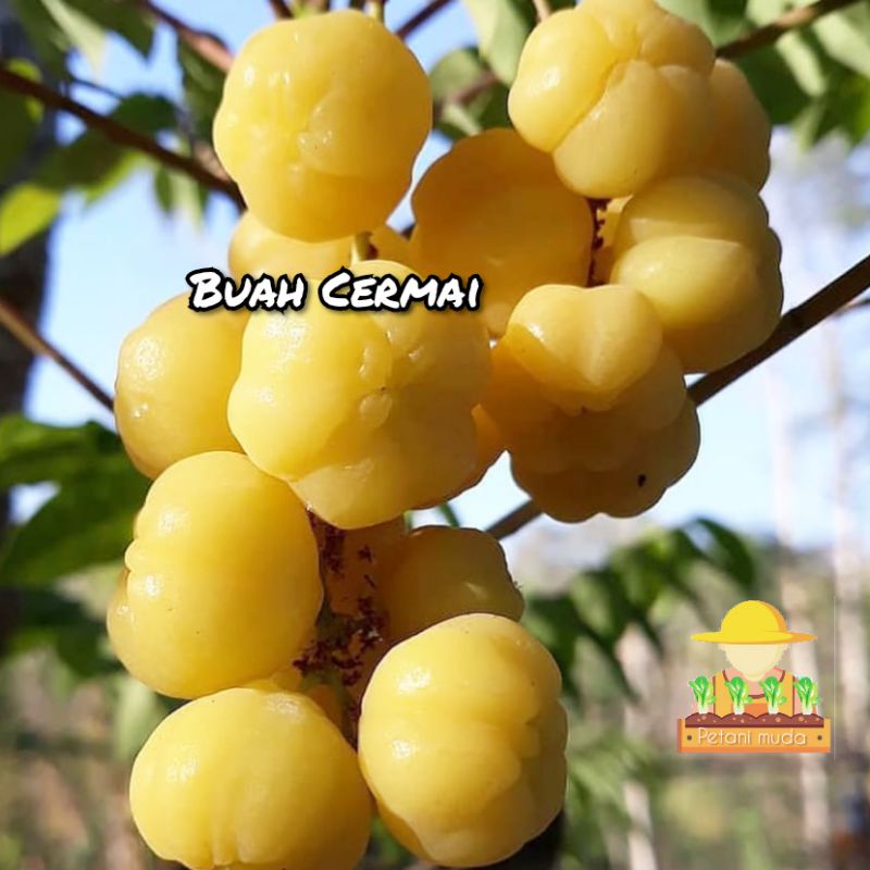 Bibit Cermai - Cerme - buah cermai