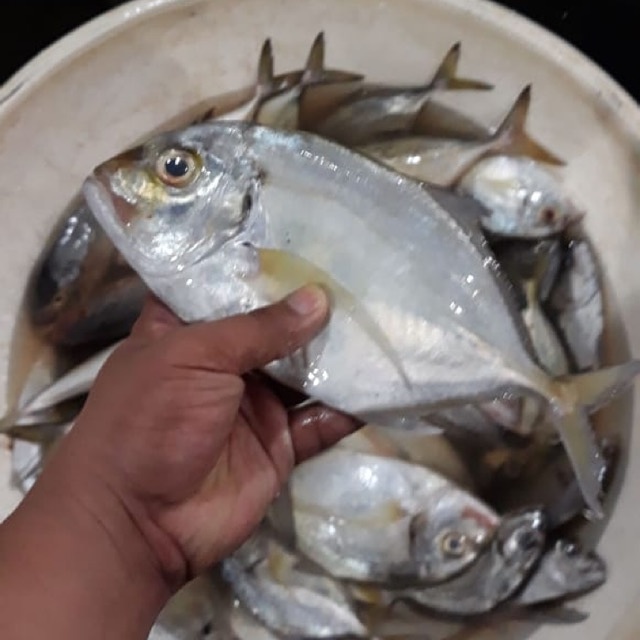 

PASAR ONLINE MURAH - IKAN KUWE SEGAR 1KG