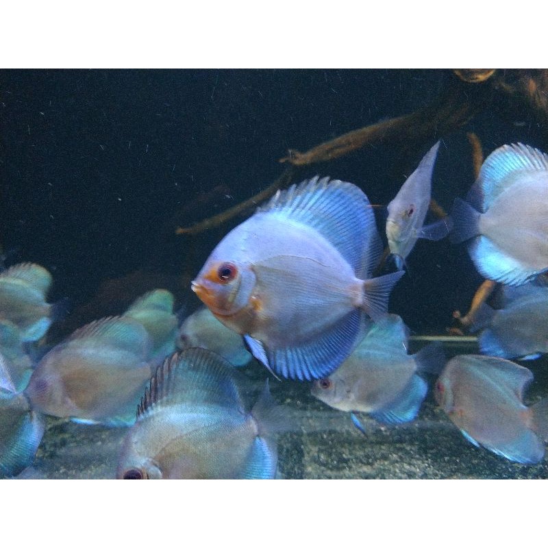 Discus Blue Diamond