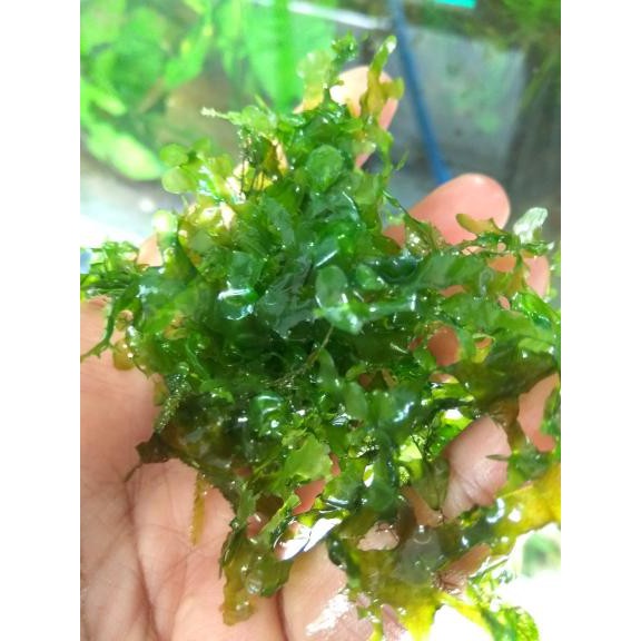 Tanaman Moss Aquascape Pelia Shopee Indonesia